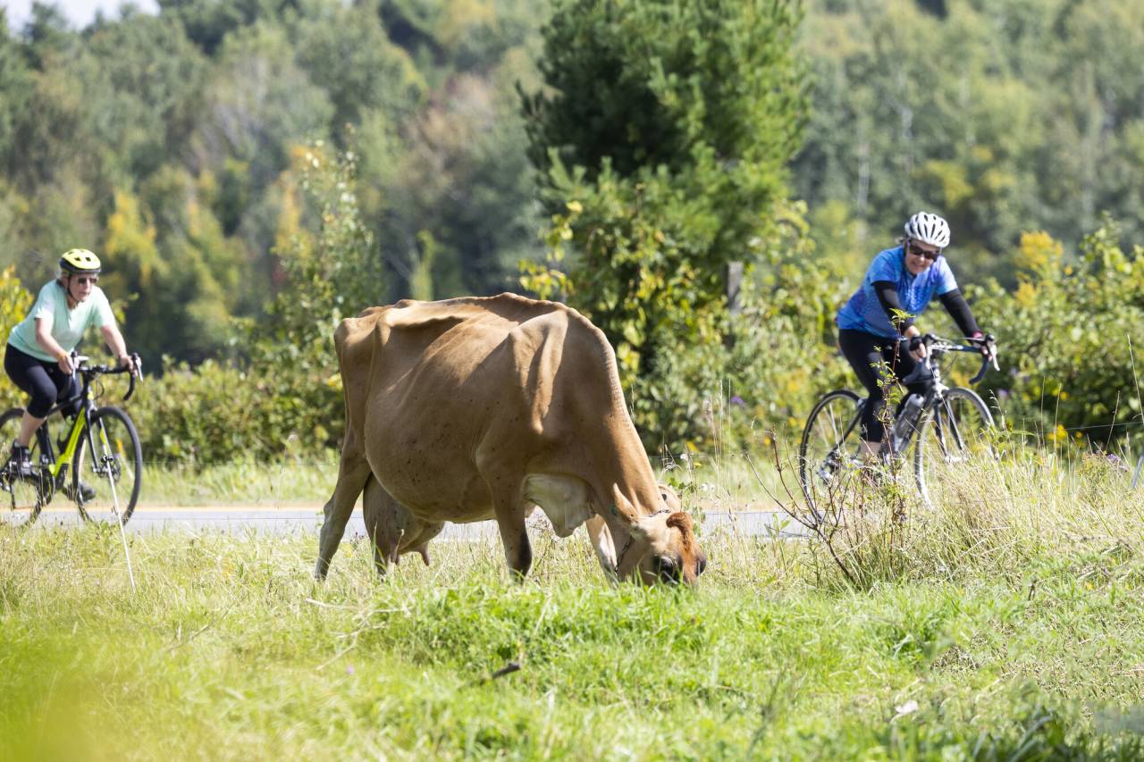 A cow grazes next to a cyclist on a road. 